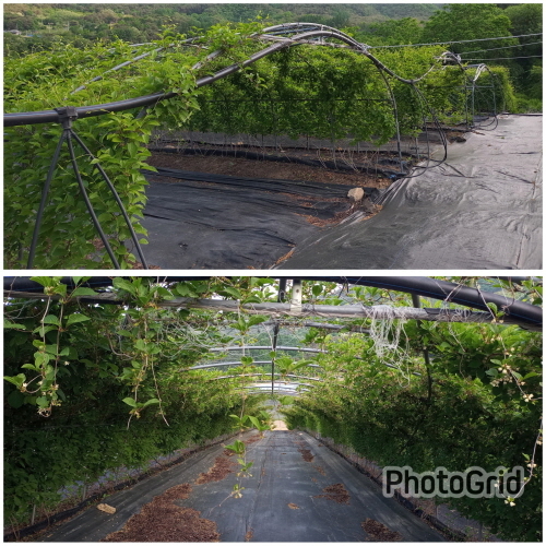 양구군 양구읍 군량리 ,  평당 13만원,   전2000평,  